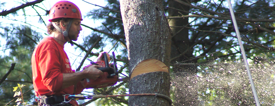 Tree Removal